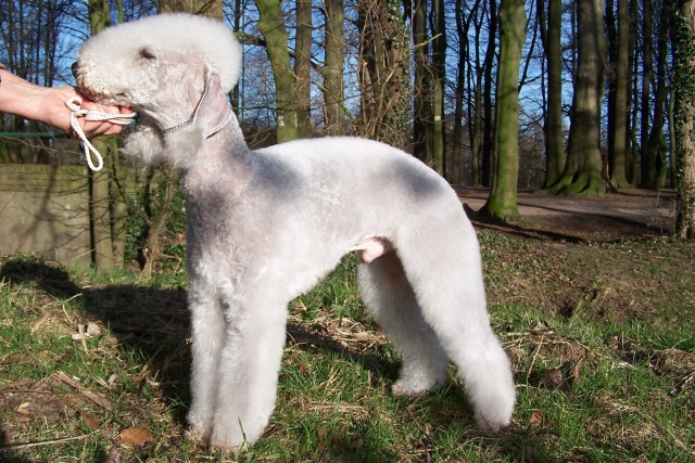 Airis Blue Volshebny Svet 09.02 (3).JPG